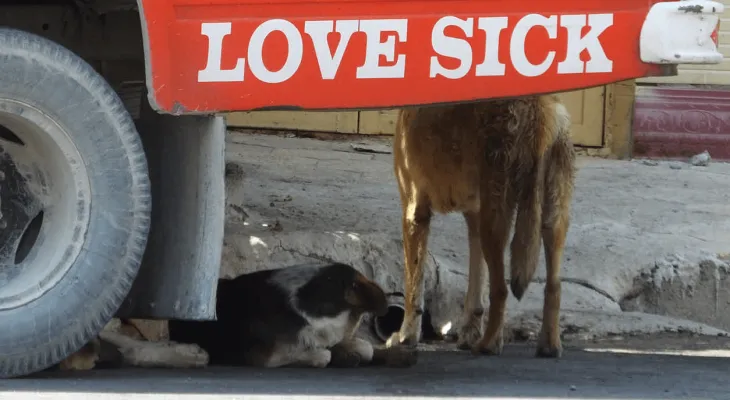 وقتی «سگ‌های ولگرد» کابوس شهروندان گچسارانی می‌شود+ تصاویر