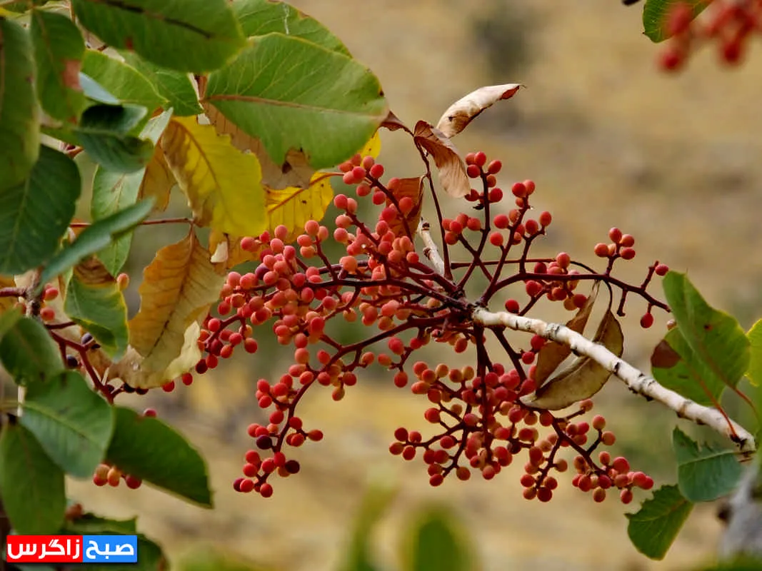 کلخُنگ، سوغات روستاهای کهگیلویه و بویراحمد+ تصاویر