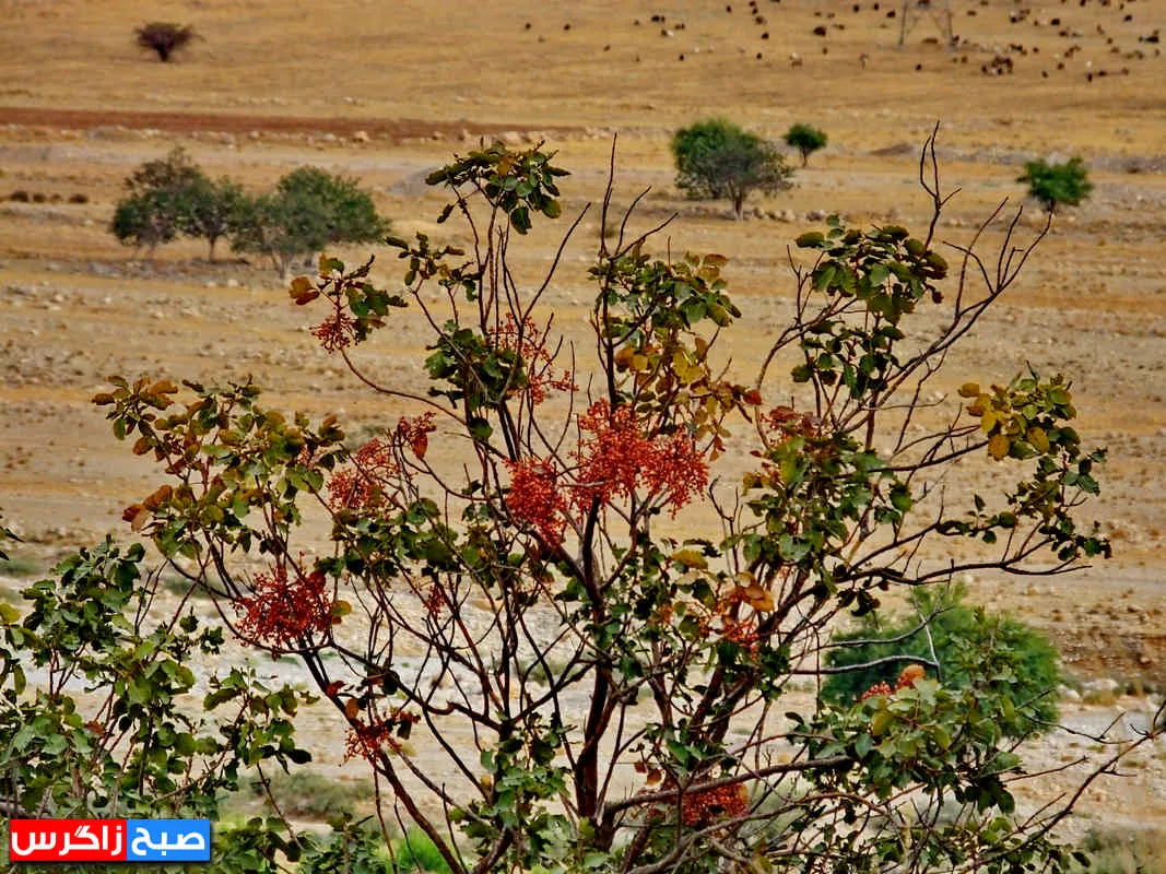 کلخُنگ، سوغات روستاهای کهگیلویه و بویراحمد+ تصاویر