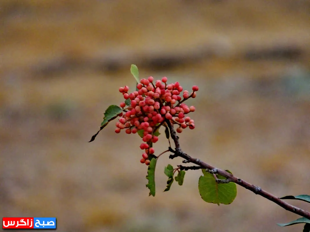 کلخُنگ، سوغات روستاهای کهگیلویه و بویراحمد+ تصاویر