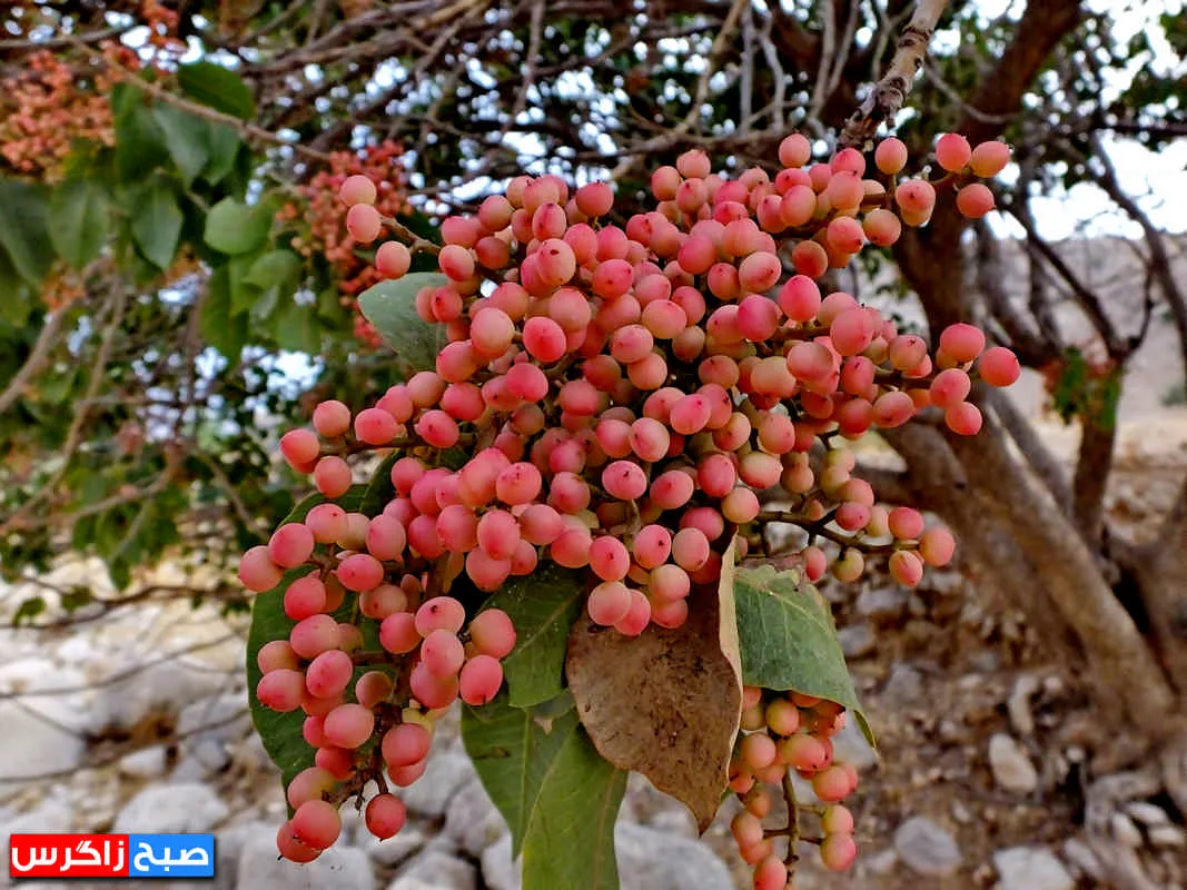 کلخُنگ، سوغات روستاهای کهگیلویه و بویراحمد+ تصاویر