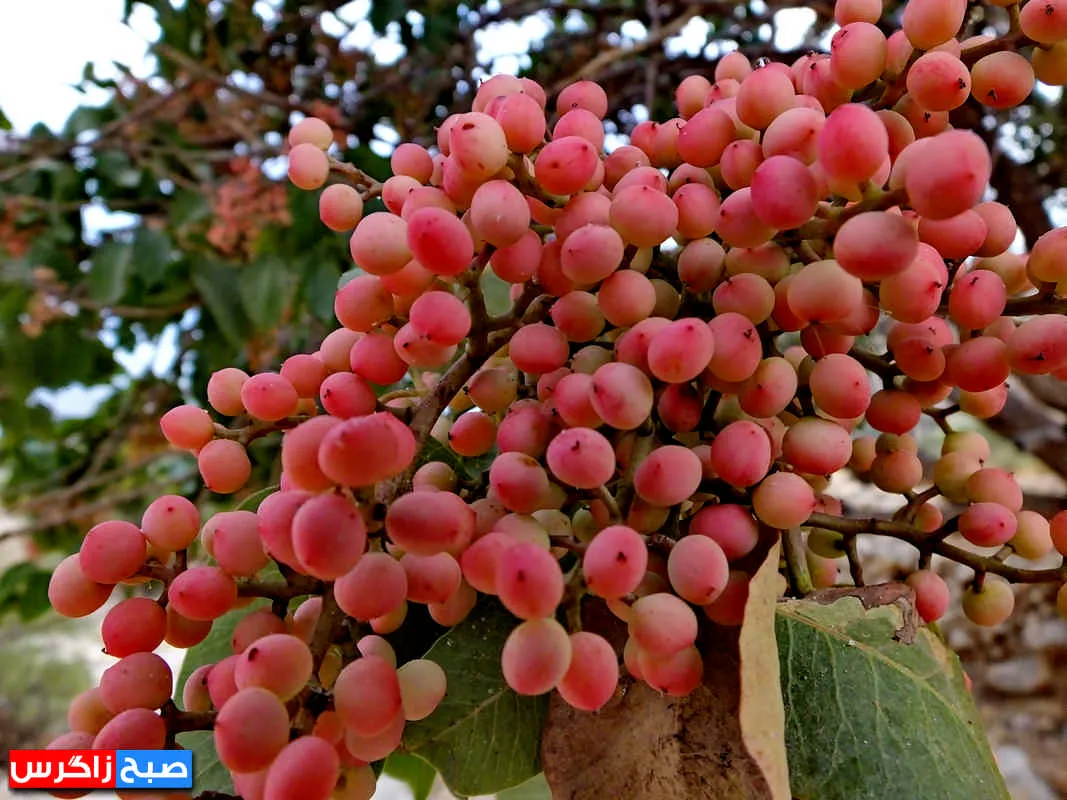 کلخُنگ، سوغات روستاهای کهگیلویه و بویراحمد+ تصاویر