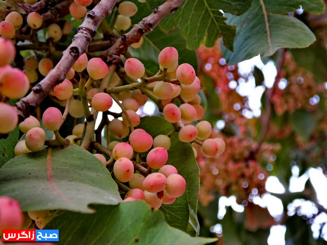 کلخُنگ، سوغات روستاهای کهگیلویه و بویراحمد+ تصاویر