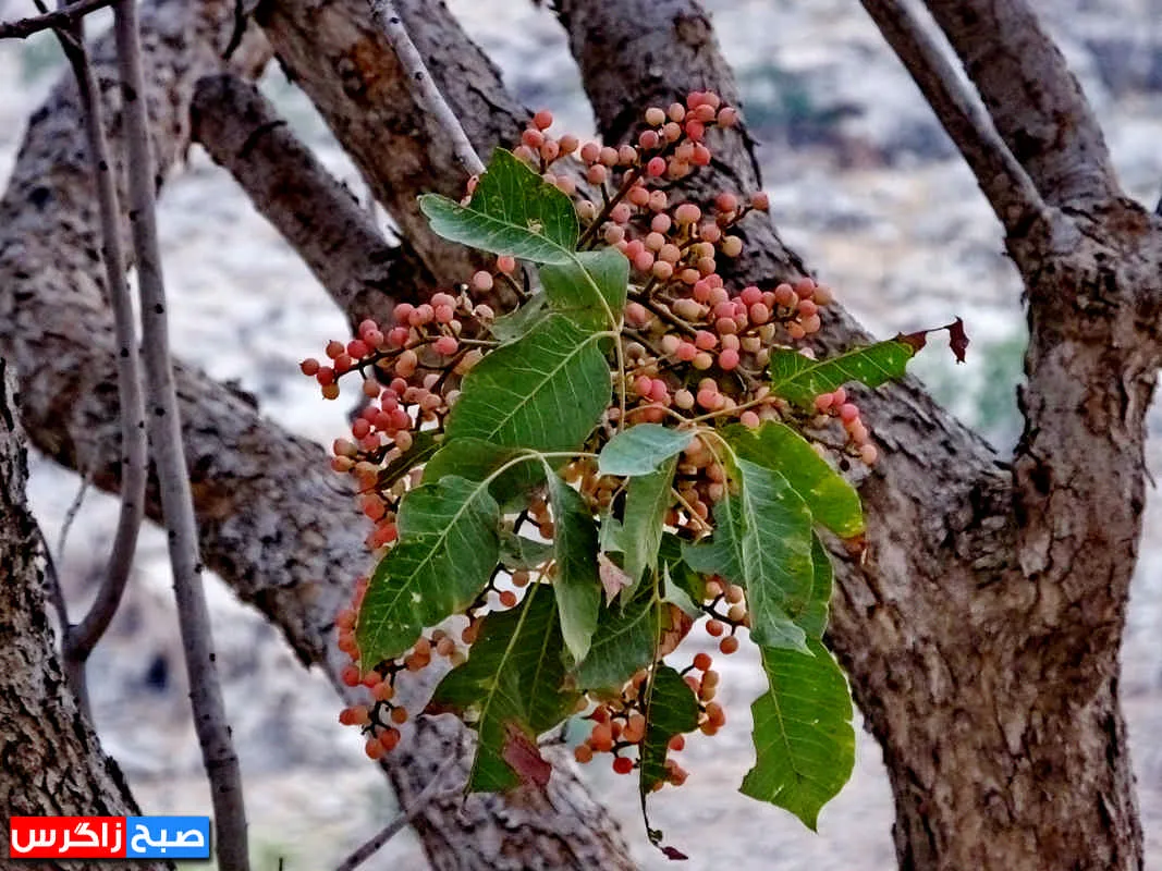 کلخُنگ، سوغات روستاهای کهگیلویه و بویراحمد+ تصاویر