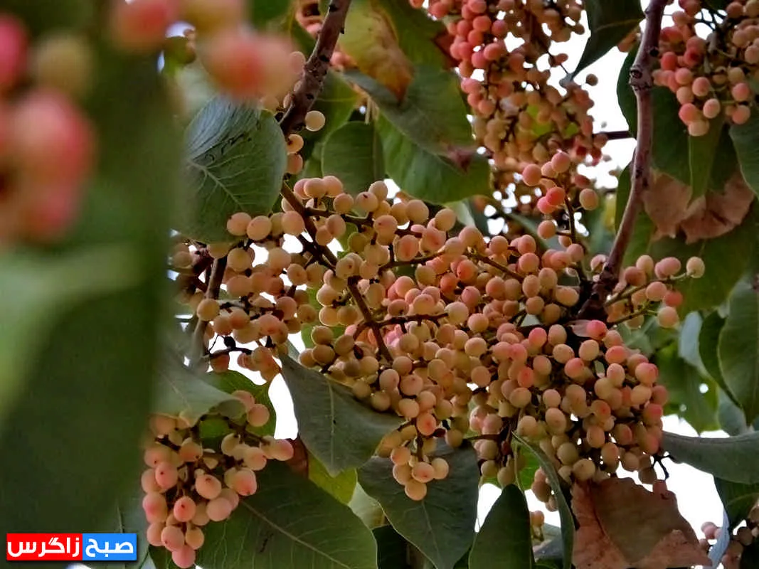 کلخُنگ، سوغات روستاهای کهگیلویه و بویراحمد+ تصاویر