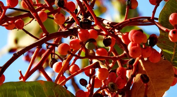 کلخُنگ، سوغات روستاهای کهگیلویه و بویراحمد+ تصاویر