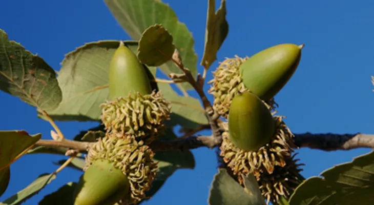 بلوط کهگیلویه و بویراحمد؛ گنجینه ناب زاگرس+ تصاویر