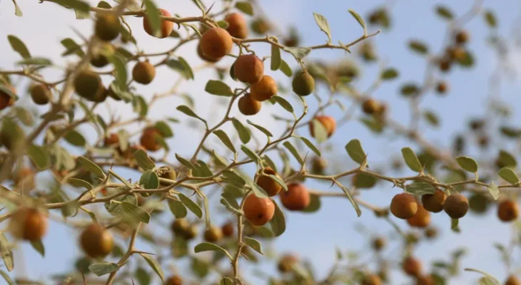 رَمَلِک؛ سوغات «ترش مزه» در کهگیلویه و بویراحمد+ تصاویر