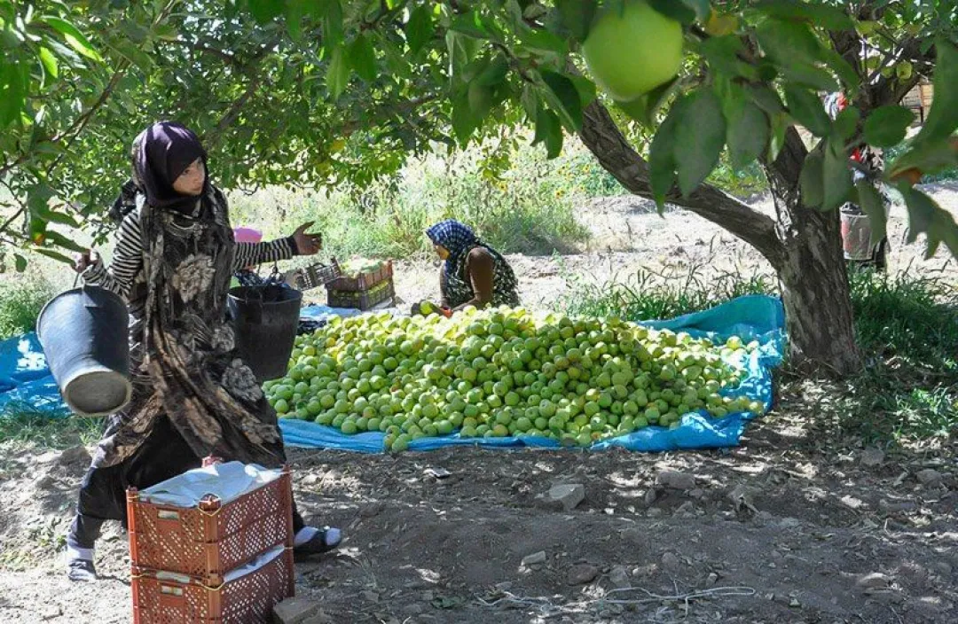 کارگران فصلی میوه‌چین و روایت یک رنج جمعی