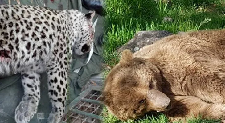 مرگ پلنگ‌ در آخرین زیستگاه‌ امن زاگرس