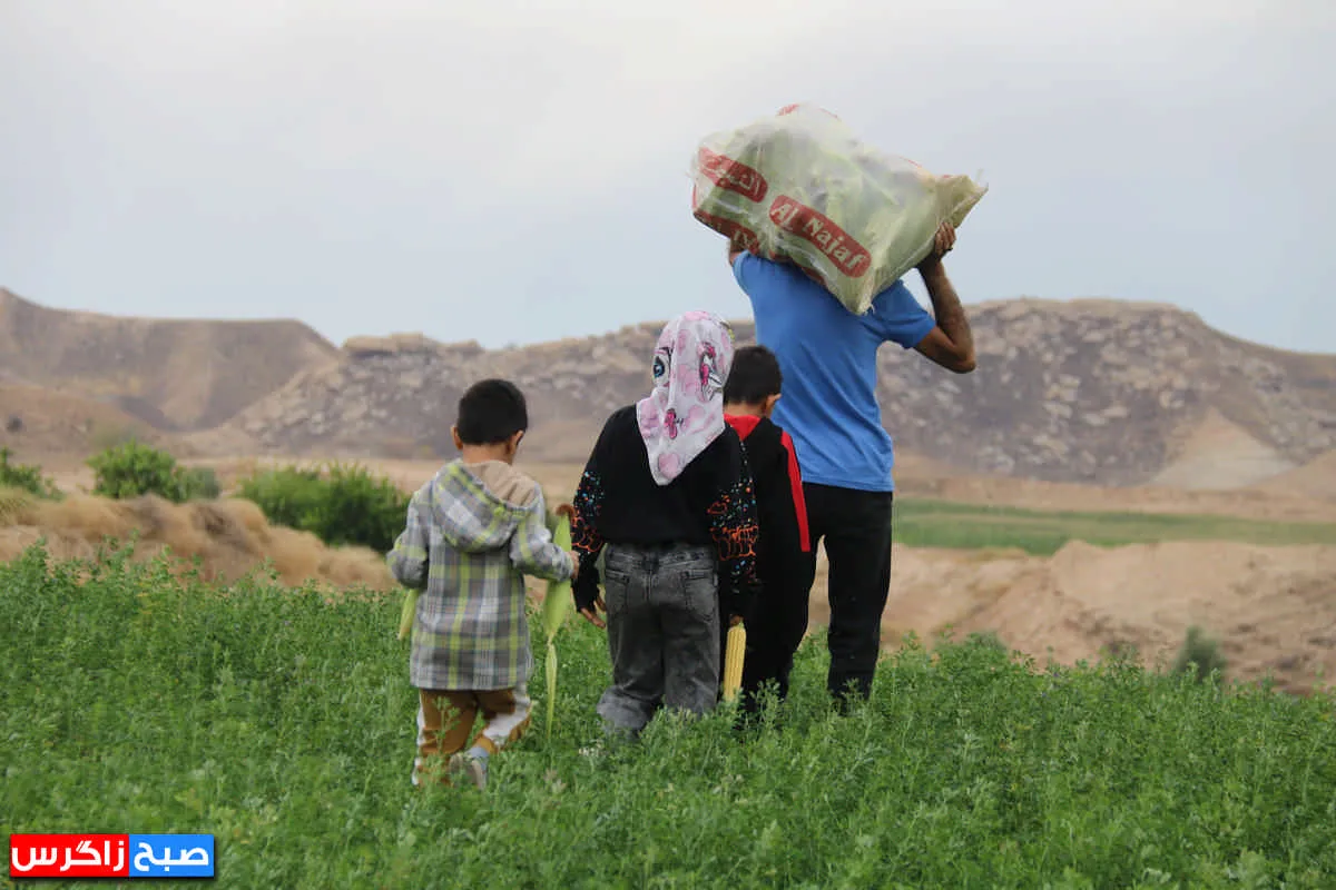 تجربه یک «روز شیرین» در مزارع گچساران