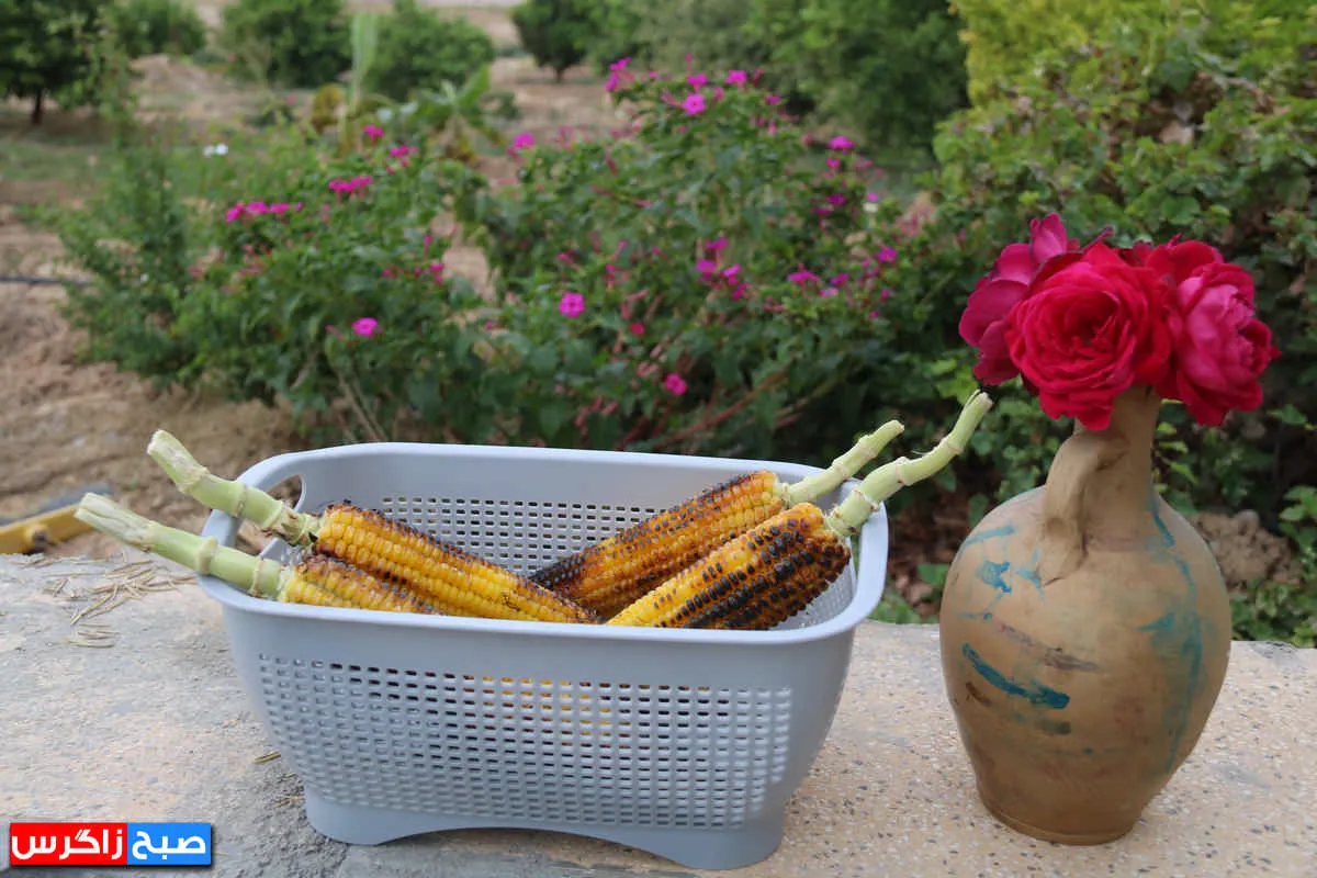 تجربه یک «روز شیرین» در مزارع گچساران