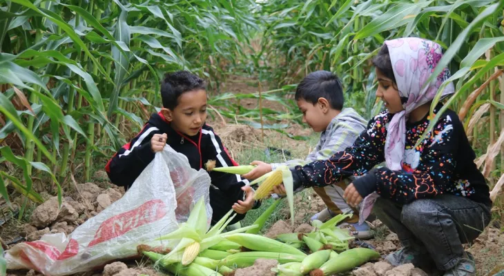 تجربه یک «روز شیرین» در مزارع گچساران
