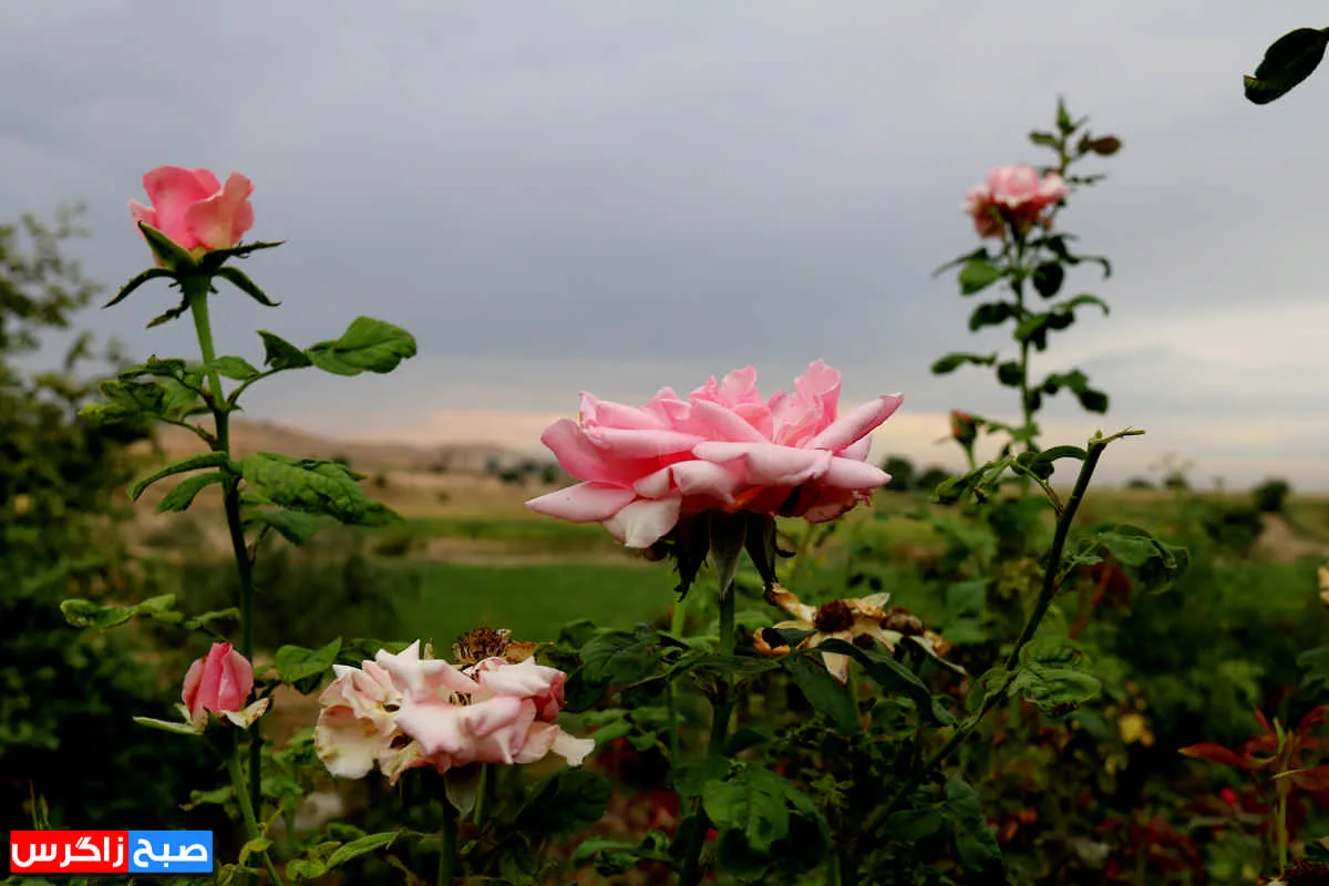 طبیعت زیبای «گل‌ها» در بام نفت ایران