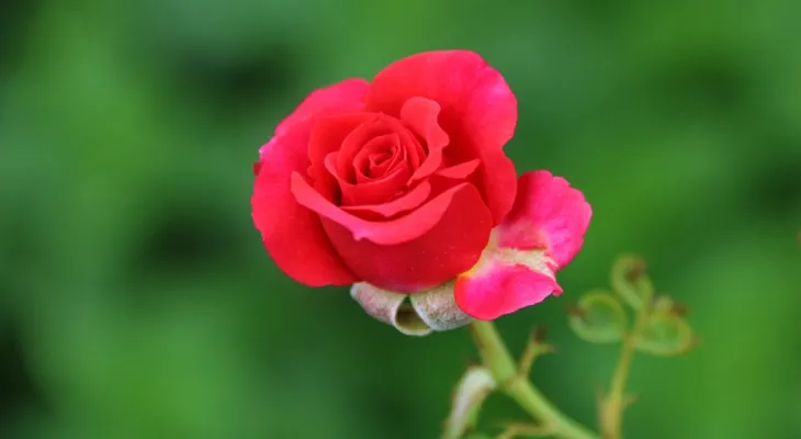 طبیعت زیبای «گل‌ها» در بام نفت ایران