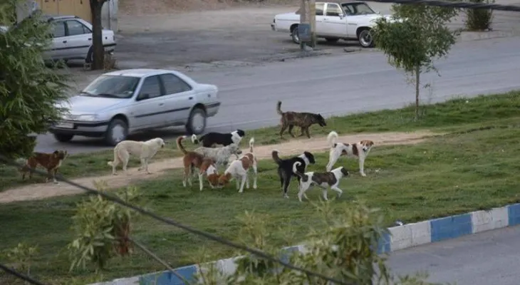 ورود مدعی‌العموم به ماجرای سگ‌های ولگرد در کهگیلویه‌وبویراحمد