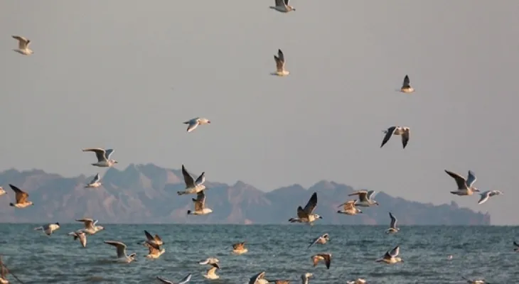 پرندگان مهاجر؛ مهمانانی خطرناک در تالاب‌های بهمئی