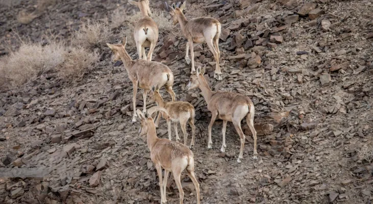 آغاز سرشماری حیات‌وحش شهرستان بهمئی