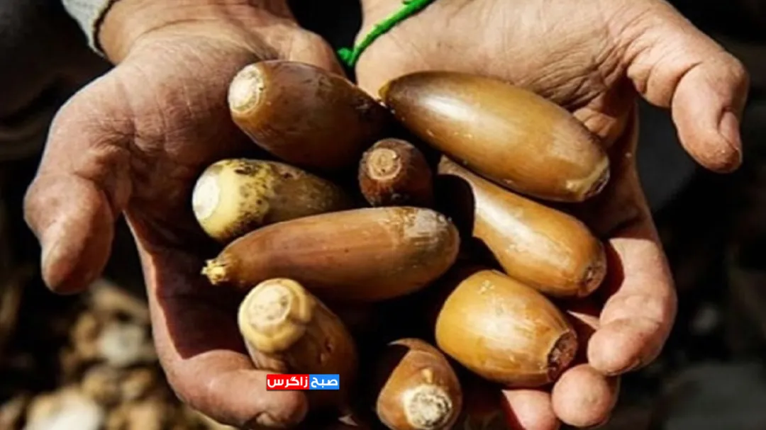 آغاز برداشت گنجینه زاگرس در کهگیلویه‌وبویراحمد