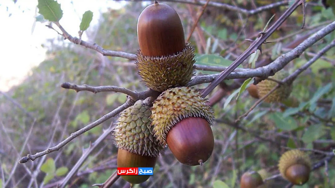 آغاز برداشت گنجینه زاگرس در کهگیلویه‌وبویراحمد