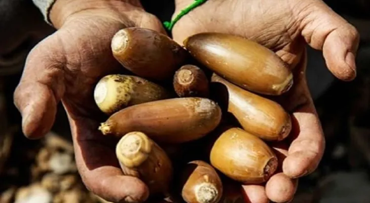 آغاز برداشت گنجینه زاگرس در کهگیلویه‌وبویراحمد