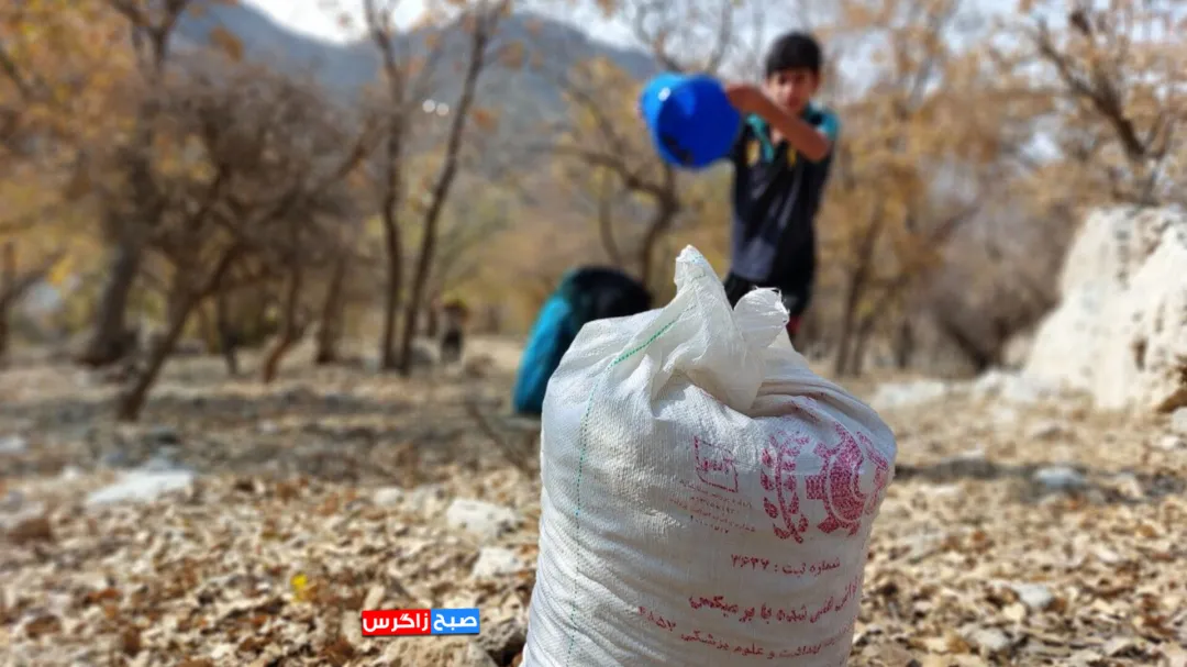 آغاز برداشت گنجینه زاگرس در کهگیلویه‌وبویراحمد