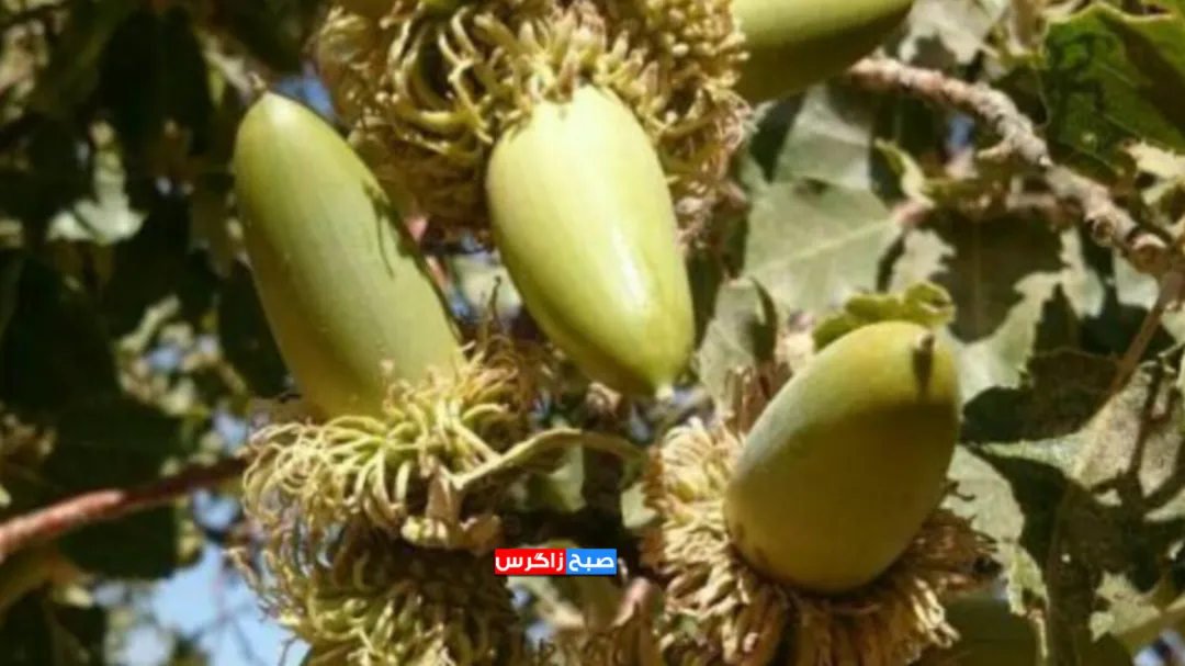 آغاز برداشت گنجینه زاگرس در کهگیلویه‌وبویراحمد