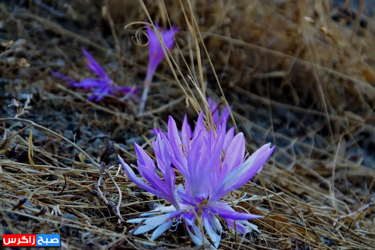 رؤیای گل «بی‌منت بارون» در گچساران+ تصاویر