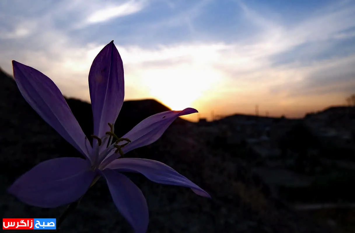 رؤیای گل «بی‌منت بارون» در گچساران+ تصاویر