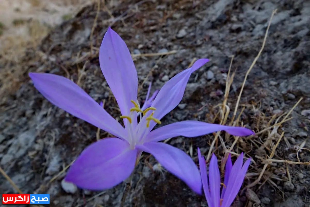 رؤیای گل «بی‌منت بارون» در گچساران+ تصاویر