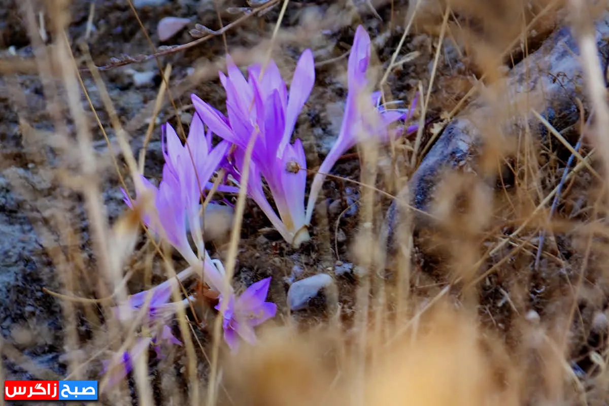 رؤیای گل «بی‌منت بارون» در گچساران+ تصاویر