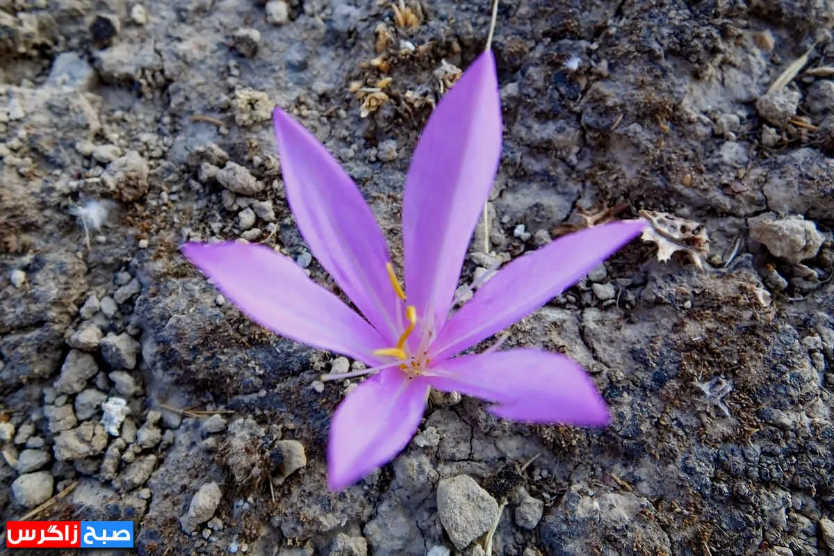 رؤیای گل «بی‌منت بارون» در گچساران+ تصاویر