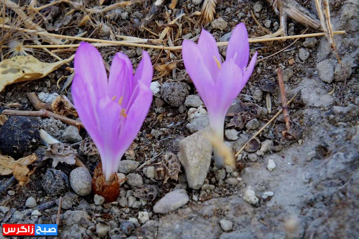 رؤیای گل «بی‌منت بارون» در گچساران+ تصاویر