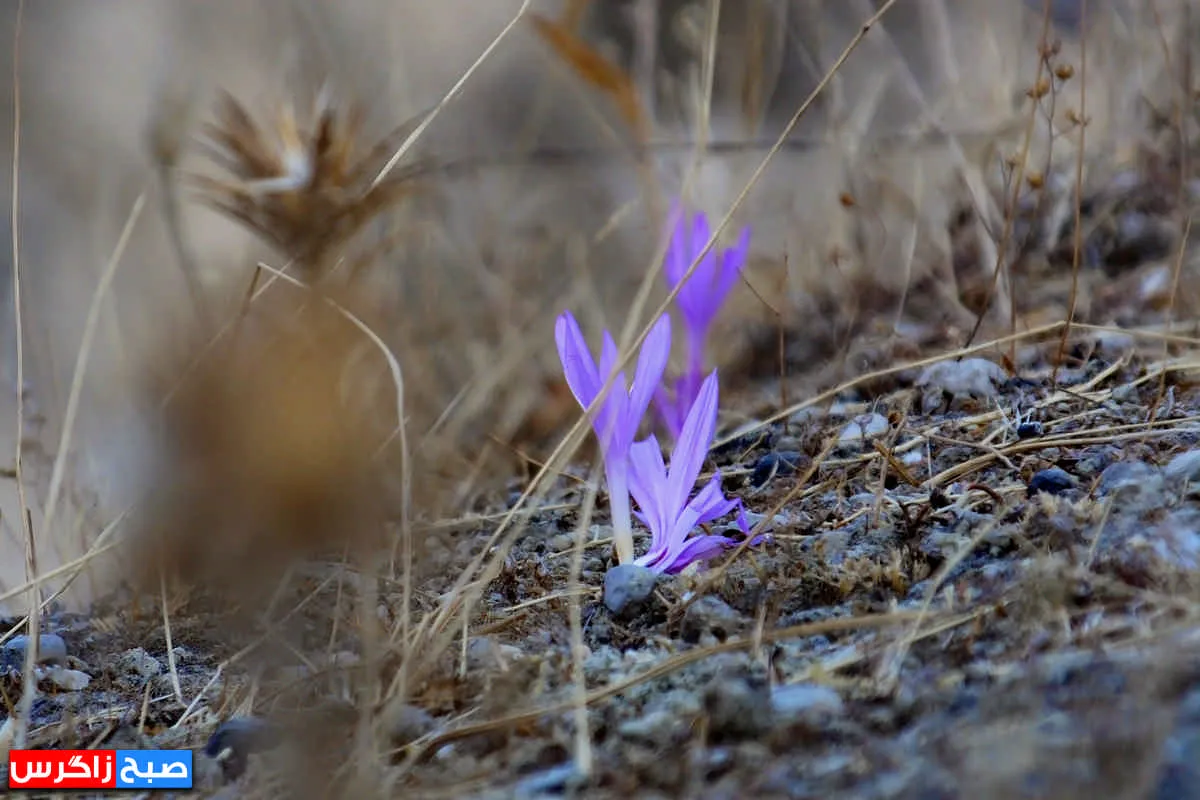 رؤیای گل «بی‌منت بارون» در گچساران+ تصاویر