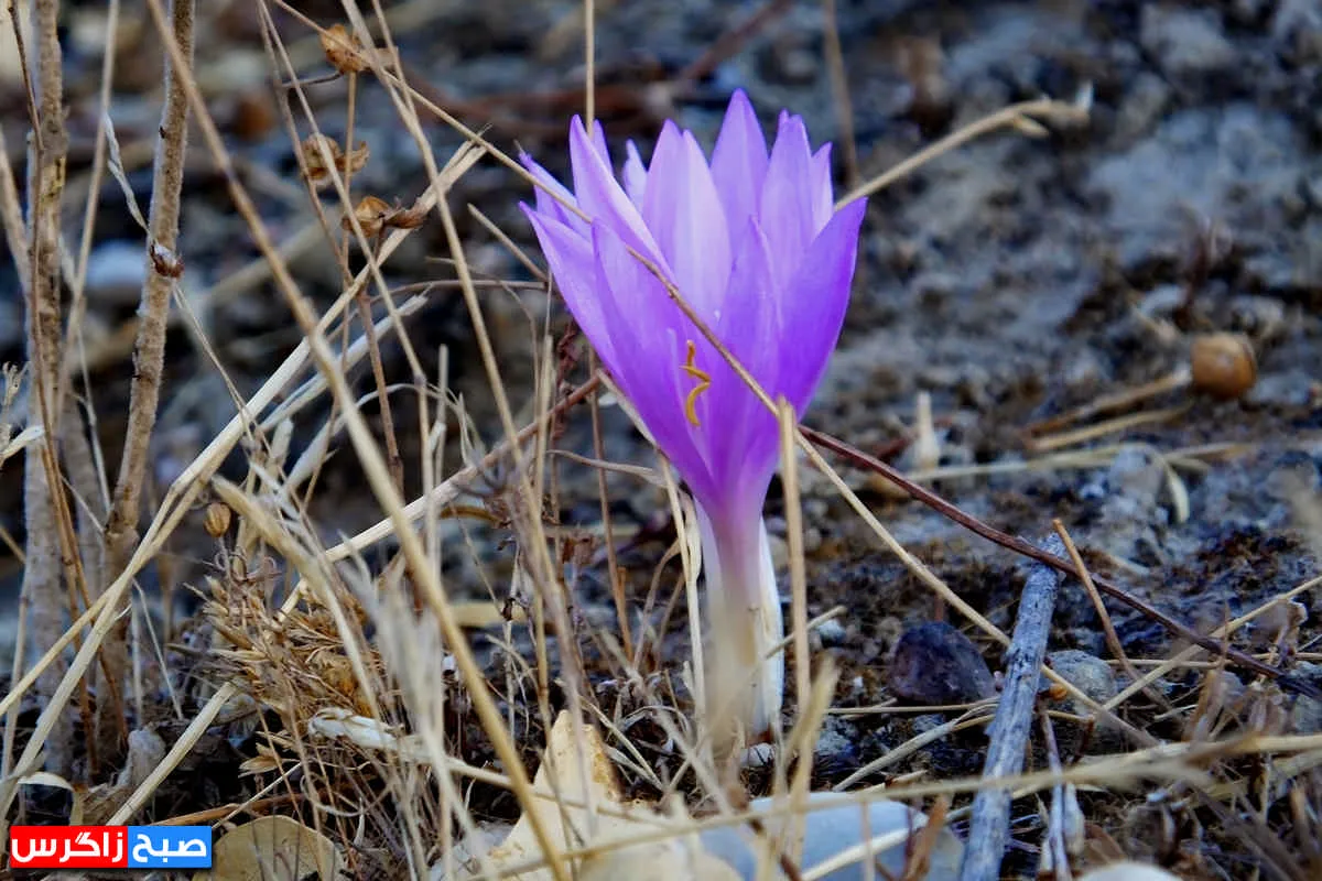 رؤیای گل «بی‌منت بارون» در گچساران+ تصاویر