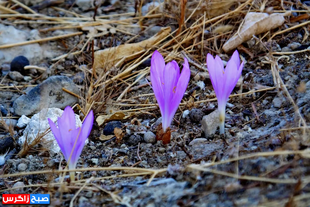 رؤیای گل «بی‌منت بارون» در گچساران+ تصاویر