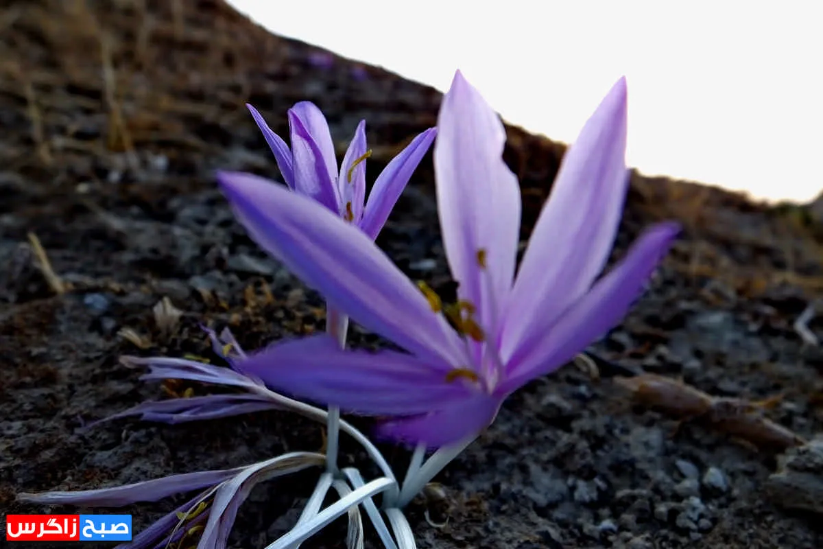 رؤیای گل «بی‌منت بارون» در گچساران+ تصاویر