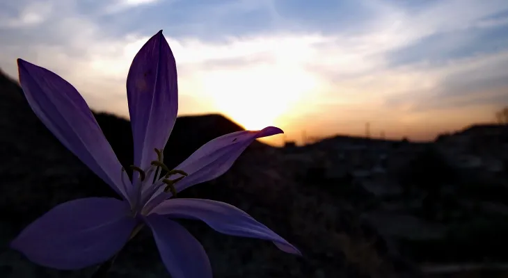 رؤیای گل «بی‌منت بارون» در گچساران+ تصاویر