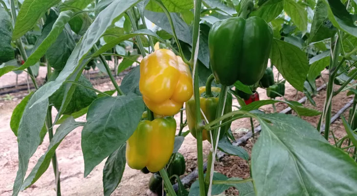 محصول بانوی کارآفرین بهمئی روی سفره اروپایی‌ها