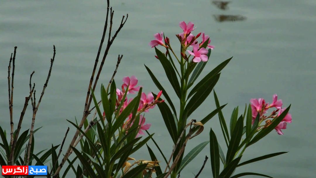 یک روز پاییزی در «پارک لاله» گچساران