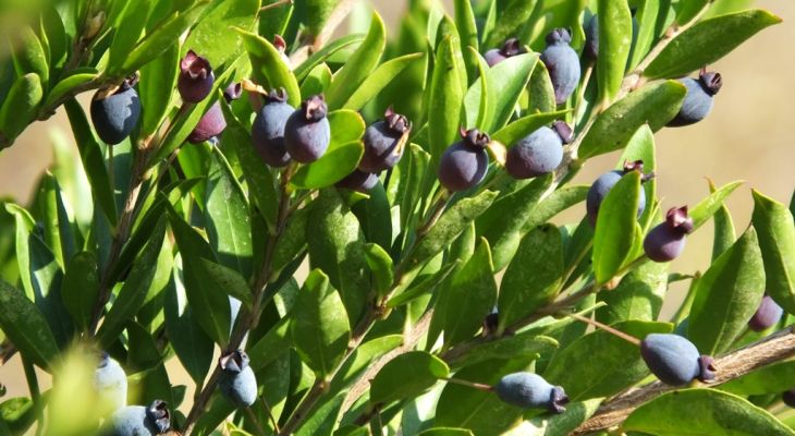 گیاهی در کهگیلویه‌وبویراحمد که نماد عشق ماندگار است+ تصاویر