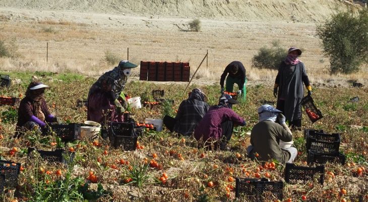 برداشت «گوجه‌فرنگی» در بام نفت ایران