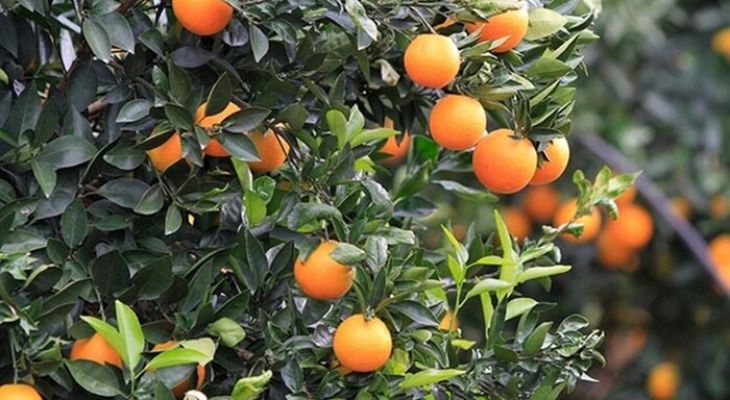 فصل برداشت پرتقال از باغ‌های باشت