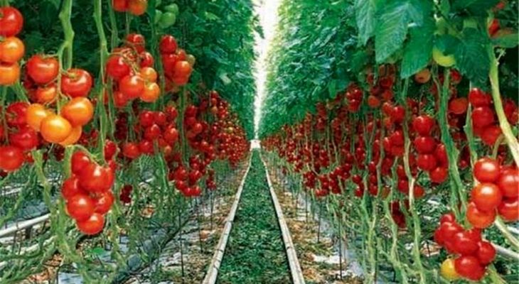 گلخانه ها؛ بستری برای اشتغال پایدار