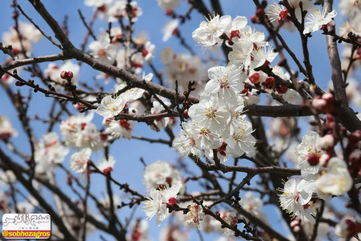 طنازی شکوفه‌های «آلو» در گچساران