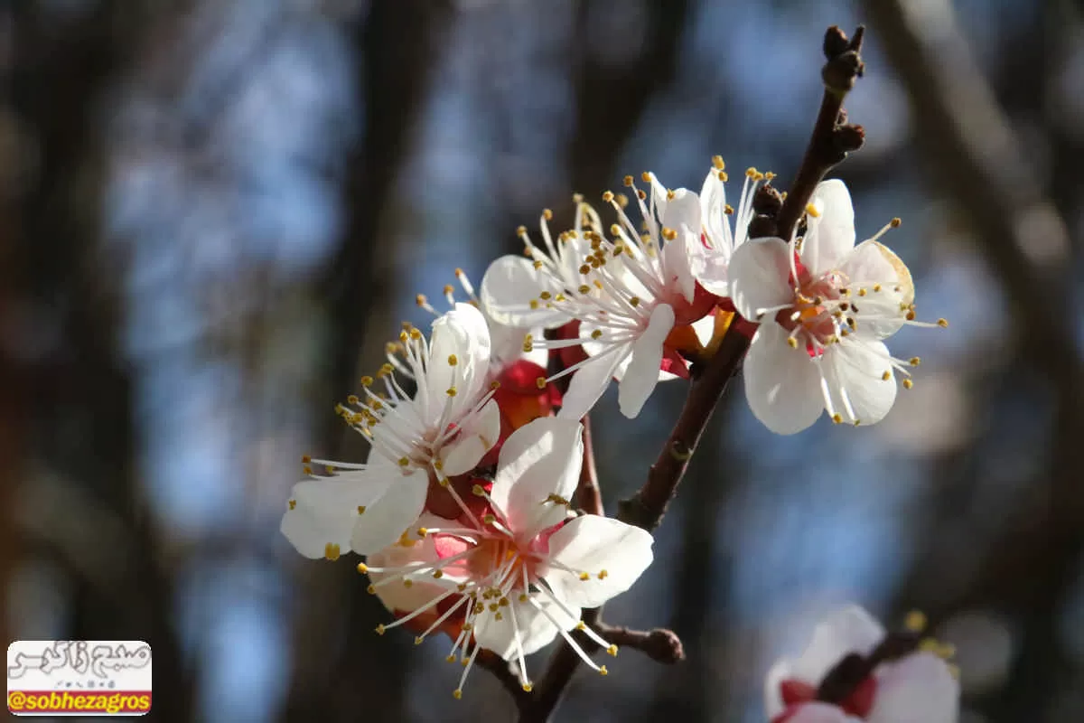 طنازی شکوفه‌های «آلو» در گچساران
