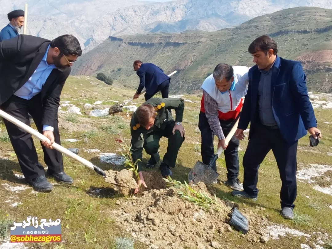 سرگچ لنده زیر کشت بذر و نهال رفت