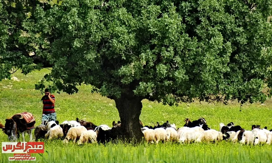 میراث کهن کهگیلویه و بویراحمد را دریابیم