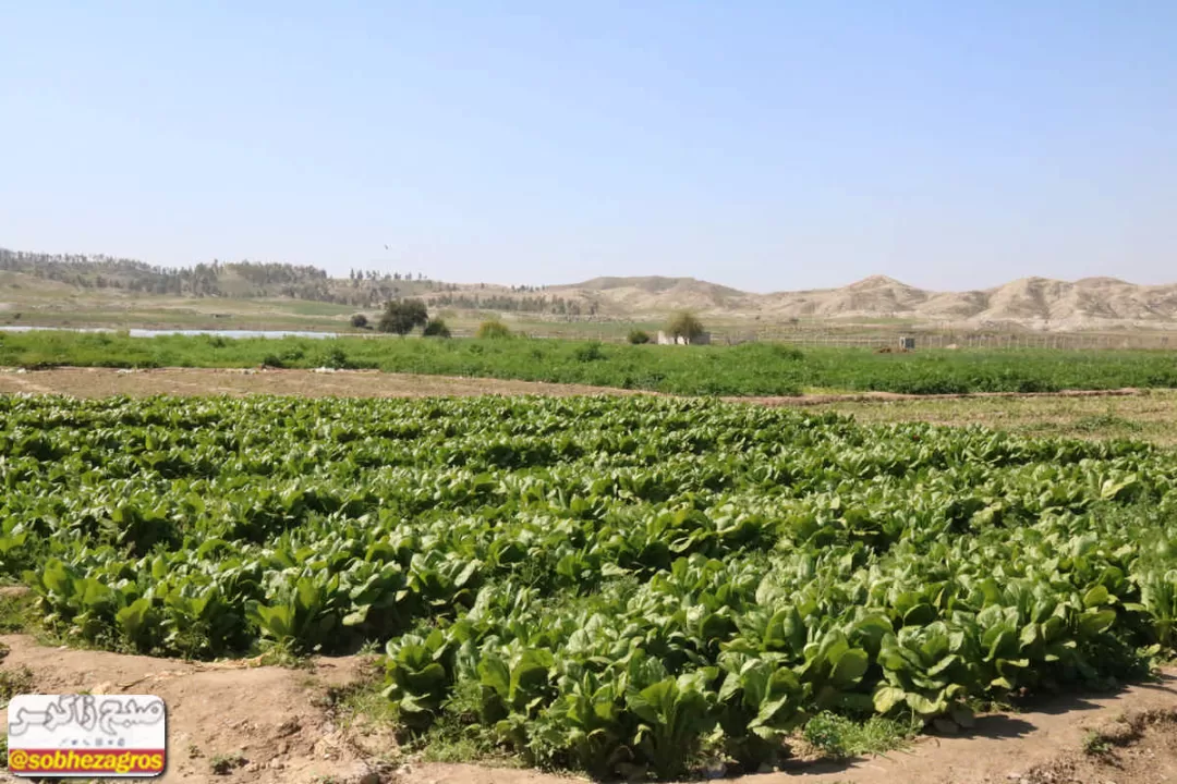 کاهو؛ سبزی مخصوص سفره رمضان