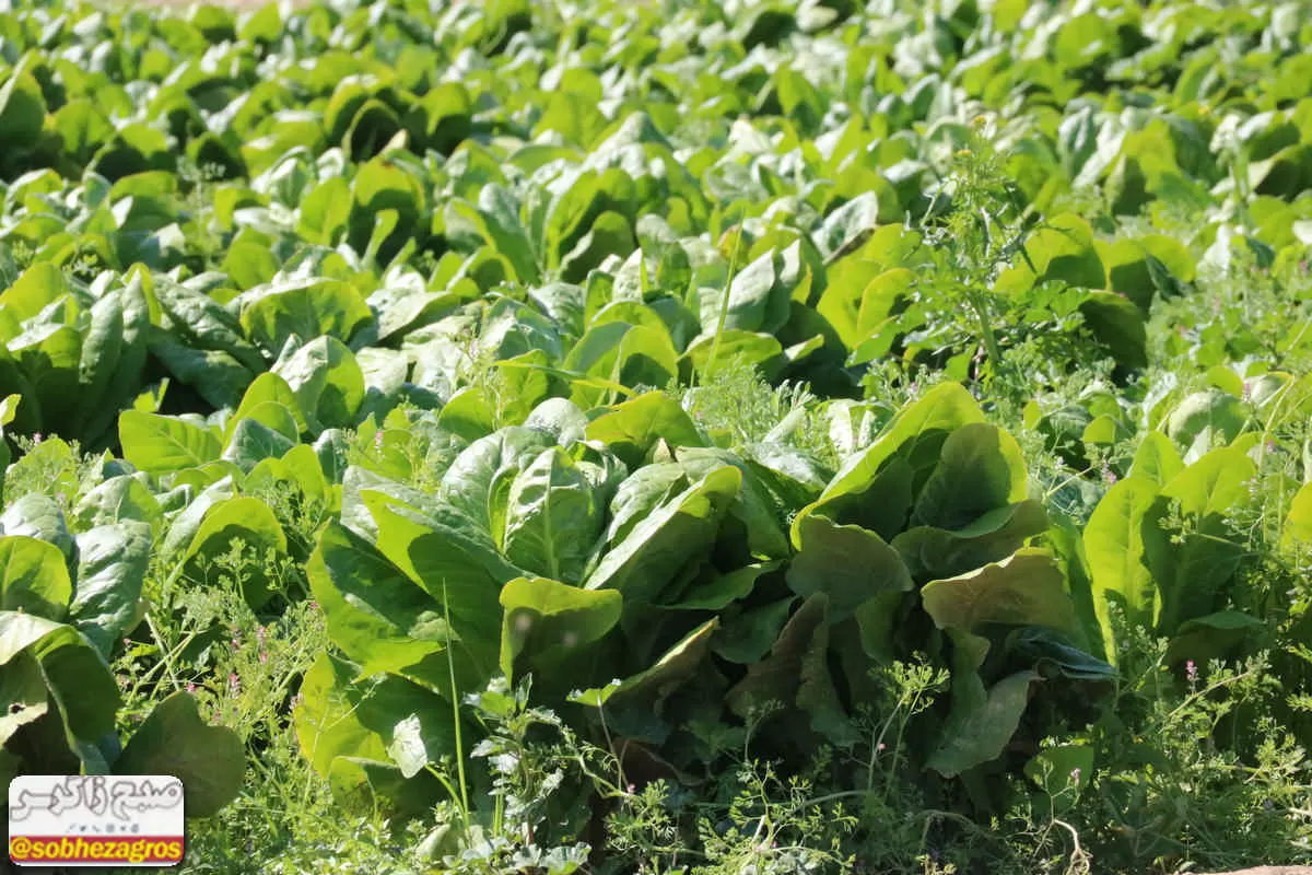 کاهو؛ سبزی مخصوص سفره رمضان